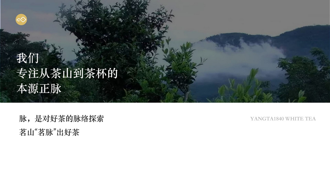 秧塔白茶
