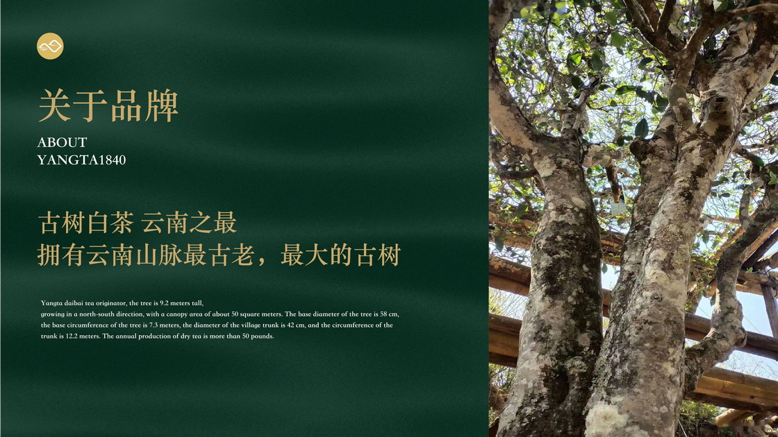 秧塔白茶