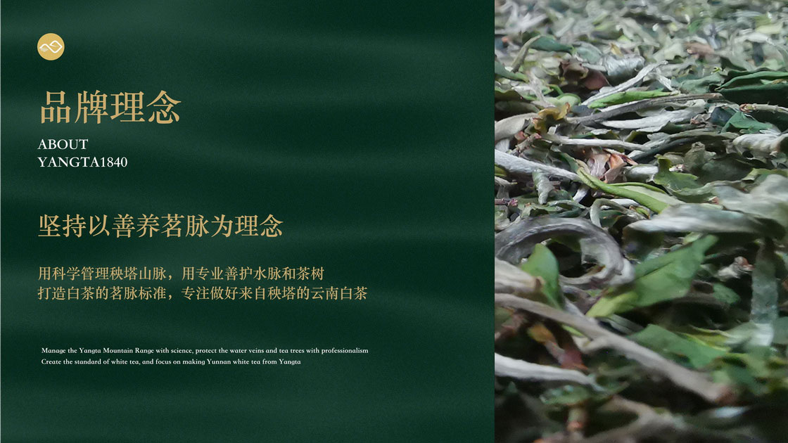 秧塔白茶